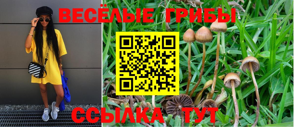 Псилоцибиновые грибы Cubensis  Псилоцибиновые грибы прущие грибы  Ржев  Вход с VPN 